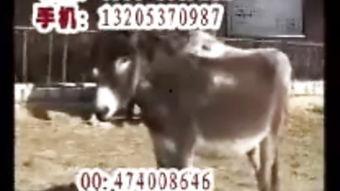 爆料大驴的视频,一场视觉盛宴的幕后故事  第3张